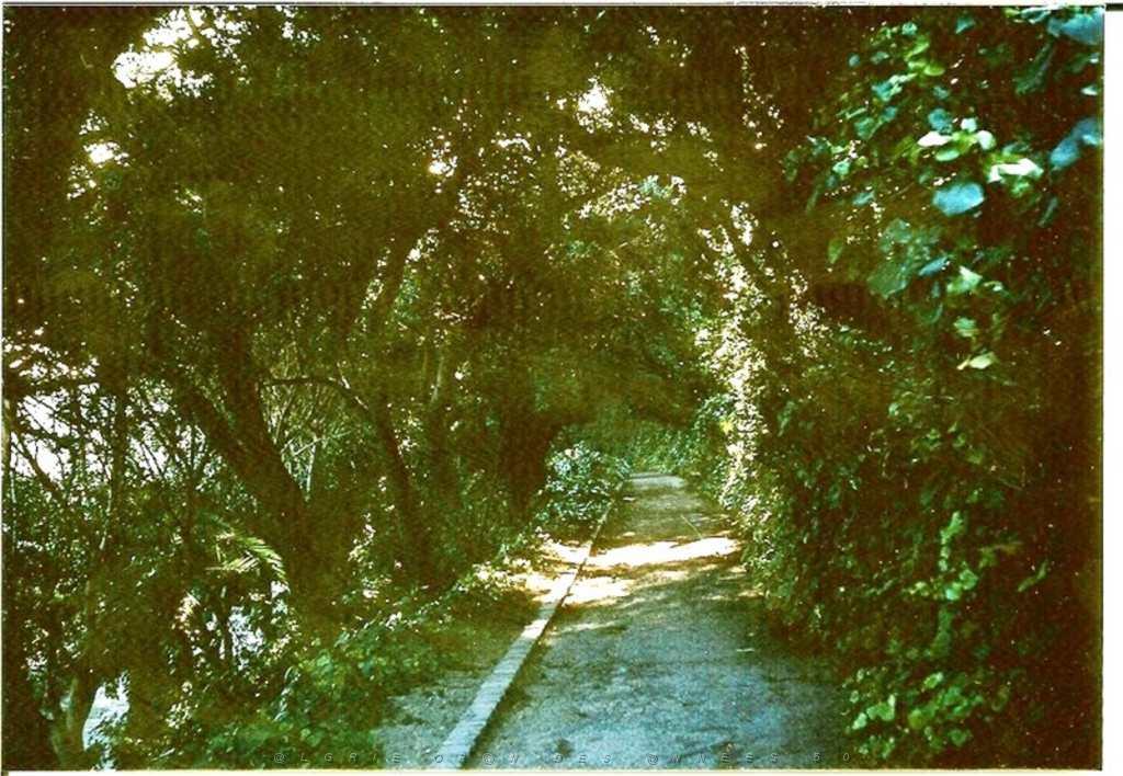 ORAN 1958 PROMENADE DE L ETANG.JPG
